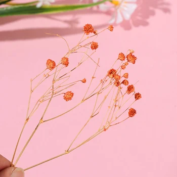 Barvita Posušeno Cvetje Majhne Naravno Posušeni Cvetni Rastline Mini Pravi Šopke Doma Dekoracijo Fotografija Rekviziti Umetnostne Obrti AUG889
